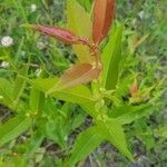 Salix eriocephala leaf picture by trenz218 (cc-by-sa)