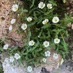 Cerastium latifolium flower picture by lege (cc-by-sa)