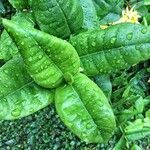 Ixora coccinea leaf picture by Tassanee Tuntulawat (cc-by-sa)