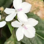 Pseuderanthemum variabile flower picture by sandrine morel (cc-by-sa)