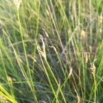 Carex alba flower picture by Christophe Maheu (cc-by-sa)