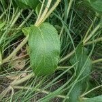 Phlomis herba-venti leaf picture by Denis Bastianelli (cc-by-sa)