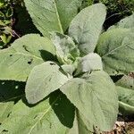 Verbascum phlomoides leaf picture by Billy Idle (cc-by-sa)