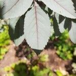 Rosa glauca leaf picture by Aaron Lewis (cc-by-sa)