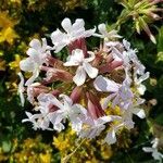 Saponaria officinalis flower picture by math smeets (cc-by-sa)