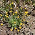 Erigeron compositus flower picture by christine Lesca Maillard (cc-by-sa)