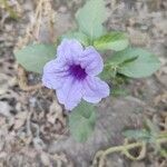 Ruellia tuberosa flower picture by Pratik Borsadiya (cc-by-sa)