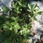 Potentilla reptans habit picture by Cristian Zanella Cristian Zanella (cc-by-sa)