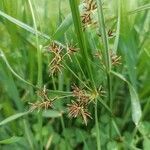 Cyperus longus flower picture by Jorge Iglesias (cc-by-sa)