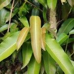 Calophyllum soulattri leaf picture by Augustin Soulard (cc-by-sa)