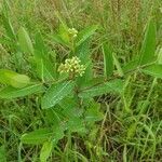 Apocynum cannabinum flower picture by cindy cindyr (cc-by-sa)