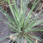 Cymbopogon nardus leaf picture by Uriel Argel (cc-by-sa)