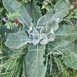 Verbascum pulverulentum leaf picture by Mat Hall (cc-by-sa)