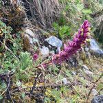 Neobartsia santolinifolia habit picture by Fabien Anthelme (cc-by-sa)