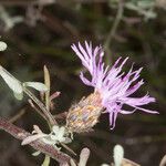 Centaurea aplolepa flower picture by Martin Bishop (cc-by-sa)