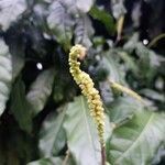 Coccoloba acuminata flower picture by Calderón Caldas Douglas (cc-by-sa)