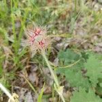 Trifolium stellatum flower picture by Aurora Patelli (cc-by-sa)