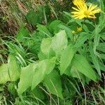 Doronicum austriacum habit picture by Sergio costantini (cc-by-sa)