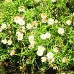 Erigeron karvinskianus habit picture by Roberto Dessì (cc-by-sa)