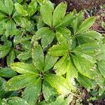 Helleborus niger leaf picture by Reynold Chollet (cc-by-sa)