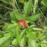 Rubus saxatilis habit picture by 3bbo (cc-by-sa)