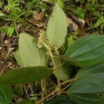 Leandra longicoma leaf picture by Nelson Zamora Villalobos (cc-by-nc)