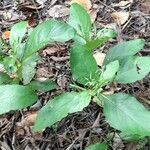 Ruellia tuberosa habit picture by Trap Hers (cc-by-sa)