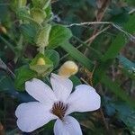 Barleria robertsoniae flower picture by susan brown (cc-by-sa)