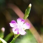 Dianthus graniticus habit picture by francois tissot (cc-by-sa)