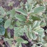 Cistus crispus leaf picture by OGER Jean-Louis (cc-by-sa)