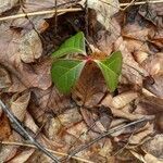 Gaultheria procumbens leaf picture by Don Sadowsky (cc-by-sa)