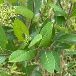 Apocynum cannabinum leaf picture by Richard Wilkens (cc-by-sa)