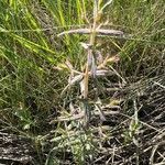 Odontites vernus habit picture by Patrice Bracquart (cc-by-sa)