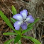 Viola arborescens flower picture by Llandrich anna (cc-by-sa)