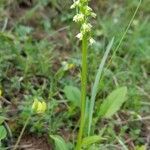 Pseudorchis albida habit picture by Steve LE BRIQUIR (cc-by-sa)