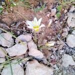 Romulea columnae flower picture by احمد الحايك (cc-by-sa)