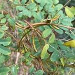 Indigofera tinctoria fruit picture by laurent00031 (cc-by-sa)