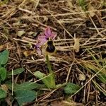 Ophrys tenthredinifera habit picture by Paul FRANCK (cc-by-sa)