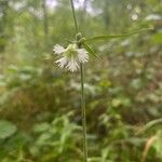 Silene stellata flower picture by Ross Kat (cc-by-sa)