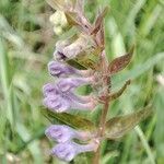 Scutellaria hastifolia flower picture by Vitalii🌺Suprun (cc-by-sa)