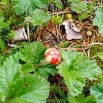 Rubus chamaemorus fruit picture by Dunja Nanashi (cc-by-sa)