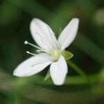 Moehringia intermedia flower picture by Sylvain Piry (cc-by-sa)