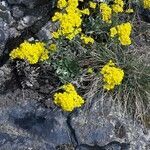 Aurinia saxatilis habit picture by Havranka (cc-by-sa)