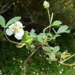 Potentilla montana habit picture by Llandrich anna (cc-by-sa)