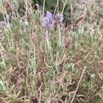 Lavandula dentata habit picture by Collados Ana (cc-by-sa)