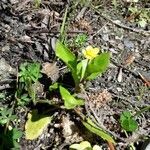 Ranunculus ophioglossifolius habit picture by beurny (cc-by-sa)