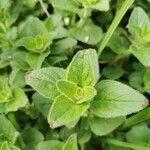 Origanum vulgare leaf picture by Gabriel Marechalle (cc-by-sa)