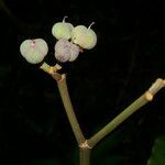 Euphorbia sinclairiana fruit picture by Nelson Zamora Villalobos (cc-by-nc)