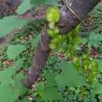 Dioscorea villosa habit picture by Bruce Winter (cc-by-sa)