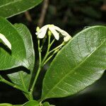 Tabernaemontana alba flower picture by Nelson Zamora Villalobos (cc-by-nc)